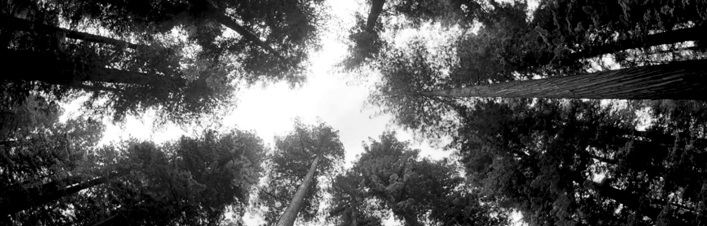 Trees_bw1 1
